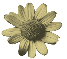 Flor